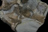 Cluster of Jurassic Crocodile Vertebrae - North Whitby, England #129358-4